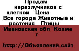 Продам 2 неразлучников с клеткой › Цена ­ 2 500 - Все города Животные и растения » Птицы   . Ивановская обл.,Кохма г.